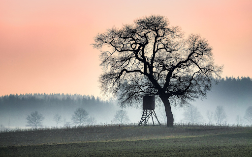 Big tree and small tent  from Chrome web store to be run with OffiDocs Chromium online