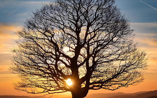 Big tree and sunset  from Chrome web store to be run with OffiDocs Chromium online