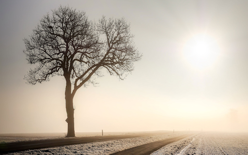 Big tree in the field  from Chrome web store to be run with OffiDocs Chromium online