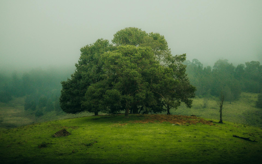 Big Tree on the Hill  from Chrome web store to be run with OffiDocs Chromium online