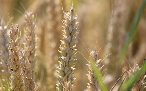Big Wheat Ears  from Chrome web store to be run with OffiDocs Chromium online