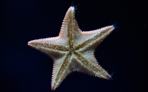 Big White Starfish  from Chrome web store to be run with OffiDocs Chromium online
