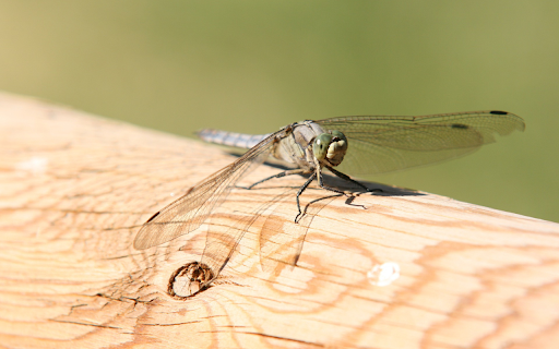 Big Winged Dragonfly  from Chrome web store to be run with OffiDocs Chromium online