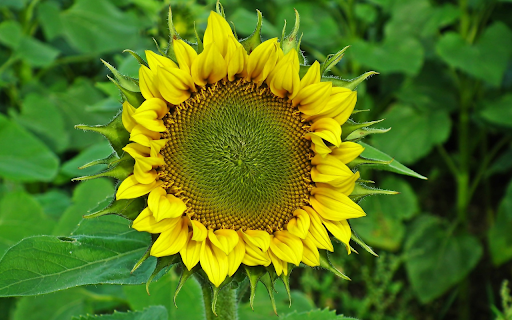 big yellow flower  from Chrome web store to be run with OffiDocs Chromium online