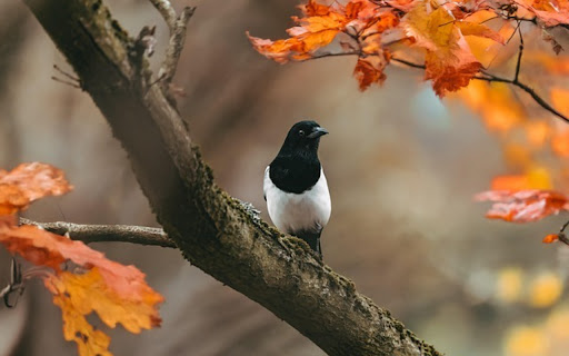 BIRD 3 Theme  from Chrome web store to be run with OffiDocs Chromium online