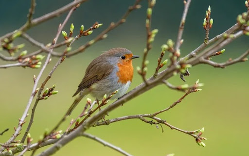 BIRD 4 Theme  from Chrome web store to be run with OffiDocs Chromium online