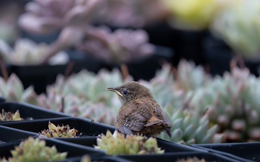 Bird among cacti  from Chrome web store to be run with OffiDocs Chromium online