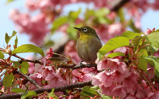 Bird and cherry blossom branch  from Chrome web store to be run with OffiDocs Chromium online