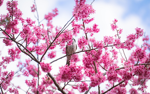 Bird and flower branch  from Chrome web store to be run with OffiDocs Chromium online