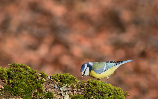 Bird and green moss  from Chrome web store to be run with OffiDocs Chromium online