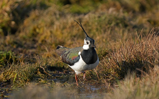 Bird and long feathers on the head  from Chrome web store to be run with OffiDocs Chromium online
