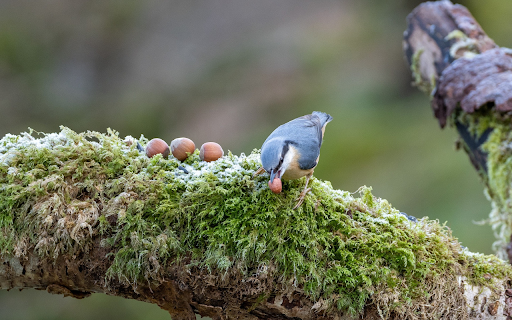 Bird and Nuts  from Chrome web store to be run with OffiDocs Chromium online