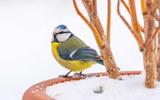 bird and potted plant from Chrome web store to be run with OffiDocs Chromium online bird and potted plant from Chrome web store to be run with OffiDocs Chromium online