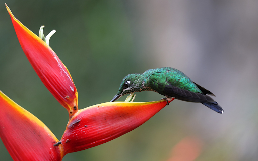 Bird and Red Flower  from Chrome web store to be run with OffiDocs Chromium online