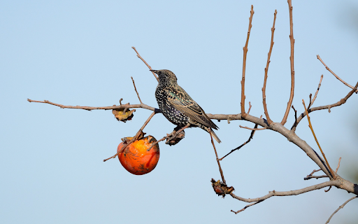 Bird and ripe persimmon  from Chrome web store to be run with OffiDocs Chromium online