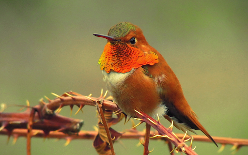 Bird and thorn tree branch  from Chrome web store to be run with OffiDocs Chromium online
