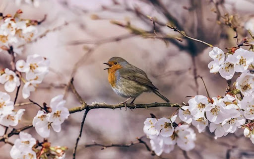 BIRD AND TREE THEME  from Chrome web store to be run with OffiDocs Chromium online