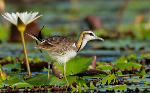 Bird and water lily  from Chrome web store to be run with OffiDocs Chromium online