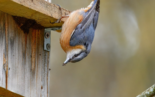 Bird and Wooden House  from Chrome web store to be run with OffiDocs Chromium online