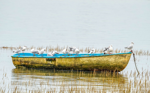 Bird boat  from Chrome web store to be run with OffiDocs Chromium online