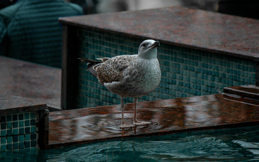 Bird by the pool  from Chrome web store to be run with OffiDocs Chromium online