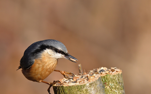 Bird Catching Worms  from Chrome web store to be run with OffiDocs Chromium online