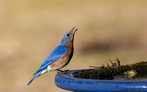 Bird Drinking Water  from Chrome web store to be run with OffiDocs Chromium online