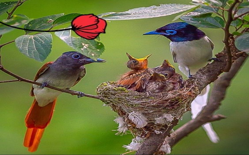Bird family wallpaper  from Chrome web store to be run with OffiDocs Chromium online