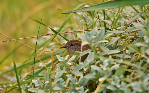 Bird in the bush  from Chrome web store to be run with OffiDocs Chromium online