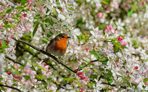Bird in the Sea of ​​Flowers  from Chrome web store to be run with OffiDocs Chromium online