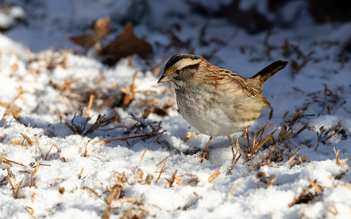 bird in the winter sky  from Chrome web store to be run with OffiDocs Chromium online