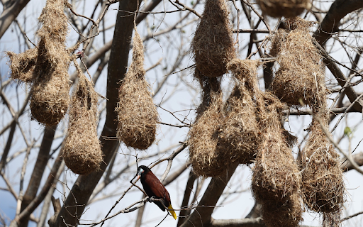 Bird Nests on Trees  from Chrome web store to be run with OffiDocs Chromium online