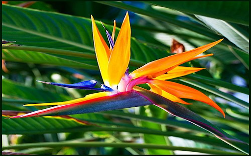 Bird of paradise flower wallpape  from Chrome web store to be run with OffiDocs Chromium online
