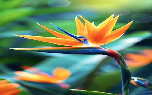 Bird of paradise flower wallpaper  from Chrome web store to be run with OffiDocs Chromium online