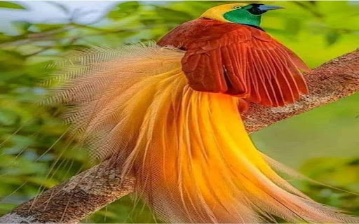 bird of paradise wallpaper  from Chrome web store to be run with OffiDocs Chromium online