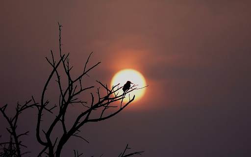 Bird on a high branch  from Chrome web store to be run with OffiDocs Chromium online