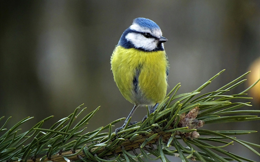 Bird on a pine branch  from Chrome web store to be run with OffiDocs Chromium online