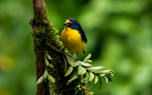 Bird on a small branch  from Chrome web store to be run with OffiDocs Chromium online