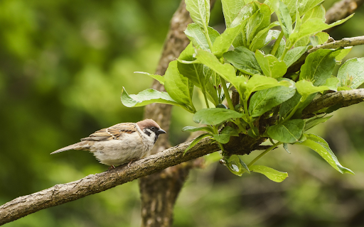 Bird on a young branch  from Chrome web store to be run with OffiDocs Chromium online