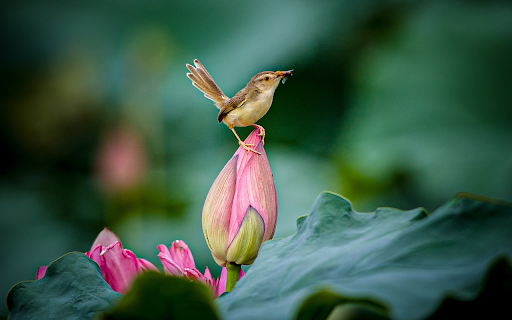 bird on lotus bud  from Chrome web store to be run with OffiDocs Chromium online