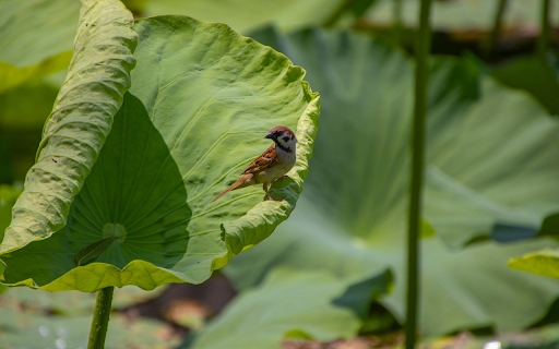 Bird on lotus leaf  from Chrome web store to be run with OffiDocs Chromium online