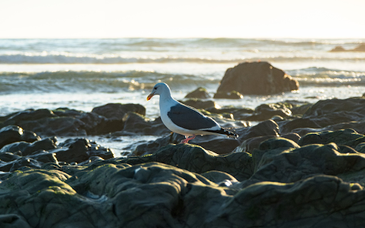 Bird on the beach rocks  from Chrome web store to be run with OffiDocs Chromium online