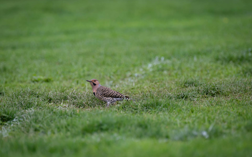 Bird on the green grass  from Chrome web store to be run with OffiDocs Chromium online