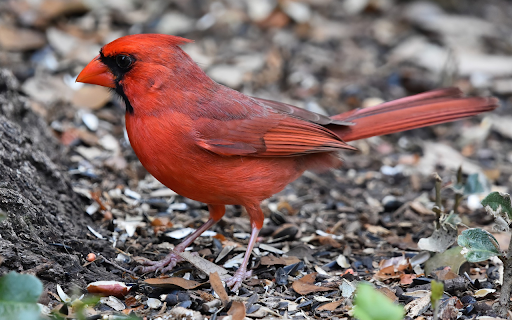 Bird on the Ground  from Chrome web store to be run with OffiDocs Chromium online