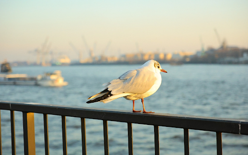 Bird on the Railing  from Chrome web store to be run with OffiDocs Chromium online