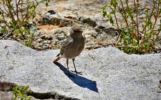 Bird on the Rock  from Chrome web store to be run with OffiDocs Chromium online