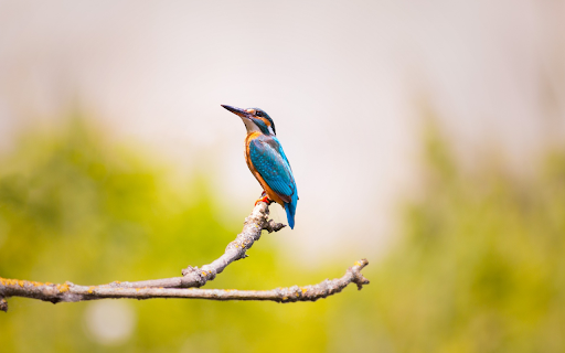 Bird on the tree  from Chrome web store to be run with OffiDocs Chromium online