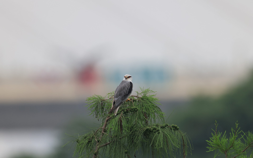 Bird on top of the tree  from Chrome web store to be run with OffiDocs Chromium online