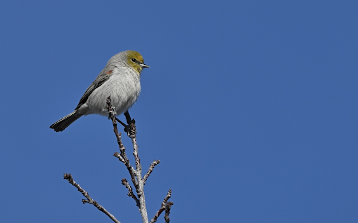Bird perched on a branch  from Chrome web store to be run with OffiDocs Chromium online