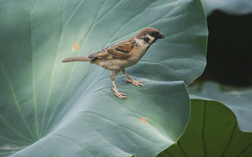 Bird perches on lotus branch  from Chrome web store to be run with OffiDocs Chromium online